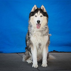 Photo of NANOOK