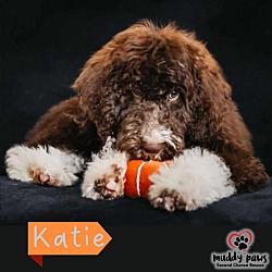 Photo of Katie Adoption Pending