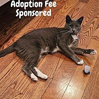 adopt a pet
