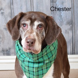Photo of Chester