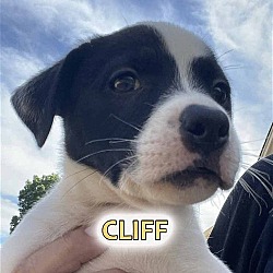 Photo of Cliff