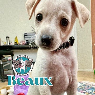 Twin Falls, ID - Chihuahua. Meet Beaux Bop a Pet for Adoption ...