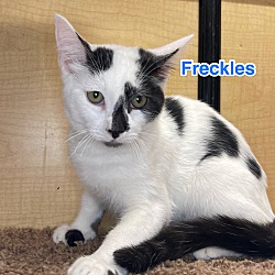 Thumbnail photo of Freckles #3