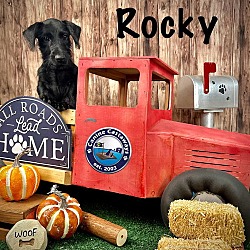 Thumbnail photo of Rocky #4