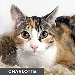 Thumbnail photo of Charlotte #1