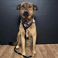 adopt a pet