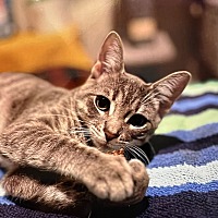 adopt a pet