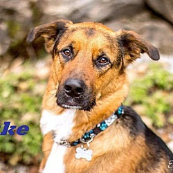 Thumbnail photo of Duke -Adopted July 2016! #1