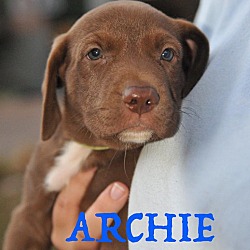 Thumbnail photo of Archie #3