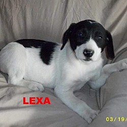 Thumbnail photo of Lexa #2