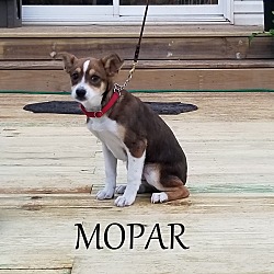Thumbnail photo of Mopar #3