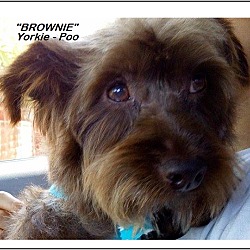 Thumbnail photo of Brownie (in adoption process) #1