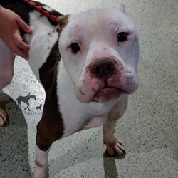 Chicago Ridge, IL - English Bulldog. Meet DUDLEY a Pet for ...