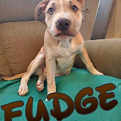 Photo of Fudge