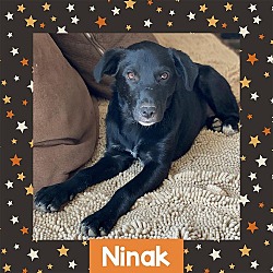 Thumbnail photo of Ninak #1