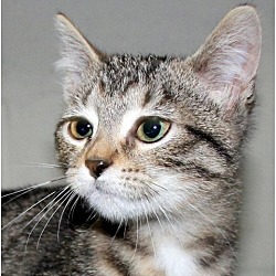 Photo of JELLYBEAN ★ ADOPTED!