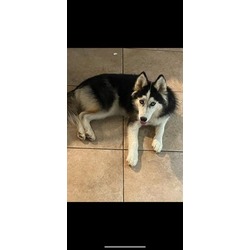 Photo of SHADOW