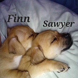 Photo of Sawyer/Finn