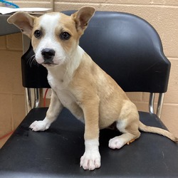 Dog for adoption - Fable, a Labrador Retriever in Cumberland, RI