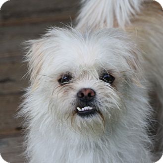 pekingese terrier mix