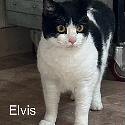 Thumbnail photo of ELVIS #1