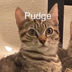 Thumbnail photo of Pudge #1