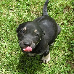 Thumbnail photo of Orca~adopted! #3