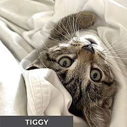 Thumbnail photo of Tiggy #2