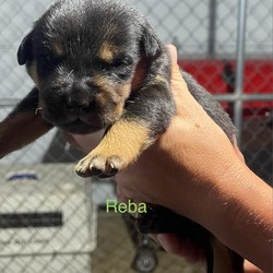 Thumbnail photo of Reba #4