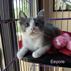 Thumbnail photo of Eeyore 24-09-003 #1