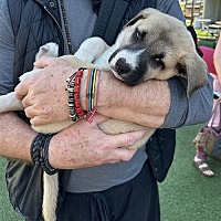 adopt a pet