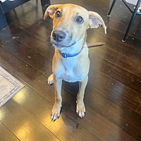 adopt-pet