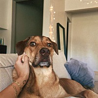 adopt a pet