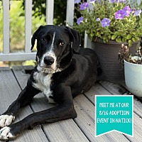 adopt a pet