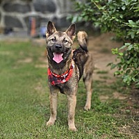 adopt-pet