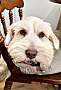 IKIE - Miniature Schnauzer available for adoption