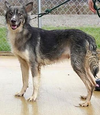 greyhound mixed with husky