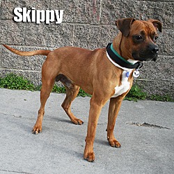 Thumbnail photo of Skippy #2