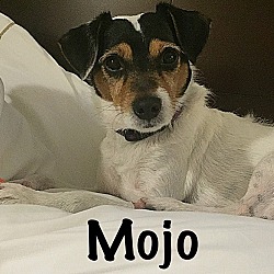 Photo of Mojo