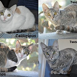 Thumbnail photo of 4 kittens need homes! (Ormond) #1