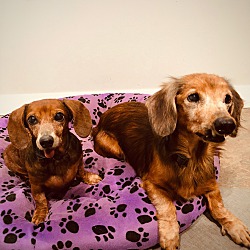 bonded pet photo