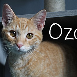 Photo of Ozai