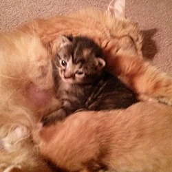 Thumbnail photo of Kittens #4