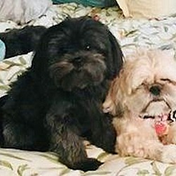 Photo of Daisy & Teddy