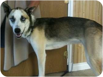 greyhound mixed with husky