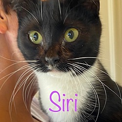 Photo of SIRI (BLUEBERRY)