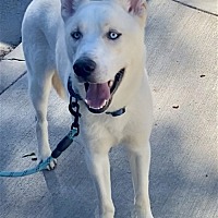 adopt a pet