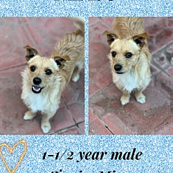 Photo of MAX 1-1/2 YEAR TERRIER