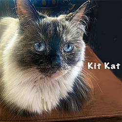 Photo of KitKat