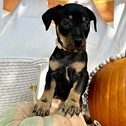 Thumbnail photo of Pumpkin #3